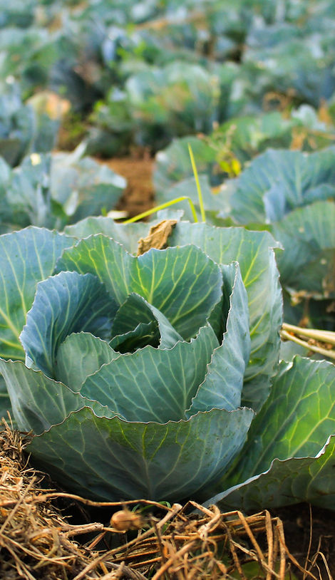 Cabbage Field