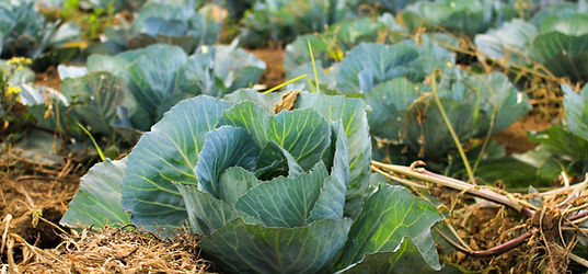 Cabbage Field