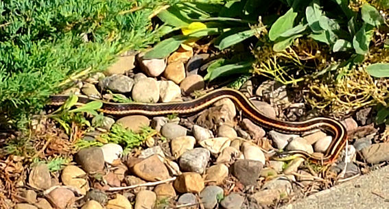 Snake spotting during woodbine lawn care in calgary