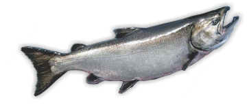 Chinook salmon fishing packages — Nootka Island Lodge – Nootka Island Lodge