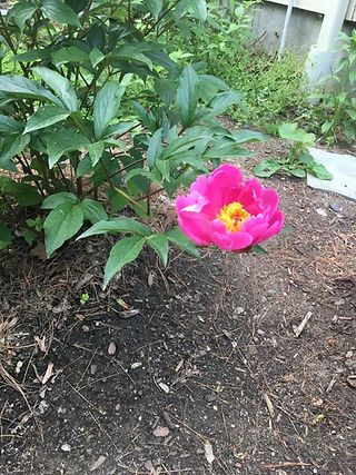 Garden!