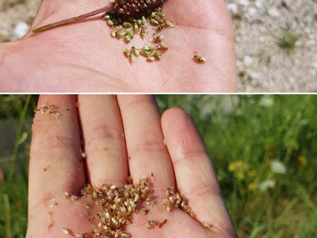 Så plockar du de fiberrika svartkämpfrön - steg för steg