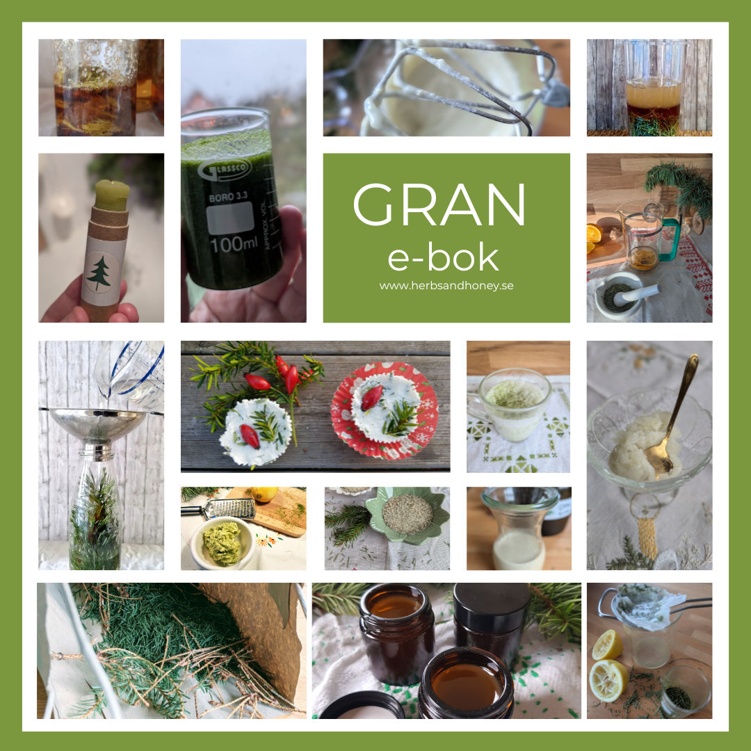 Gran - i örtmedicin, hudvård och matlagning