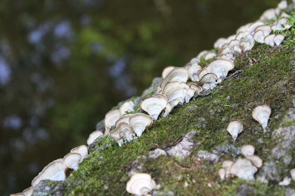 lichen