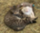 Farm cats