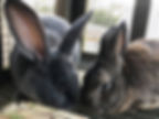bunnies