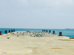 Laughing Gulls Hillsborough