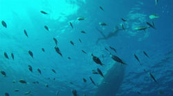 Chatham Bay Snorkelling