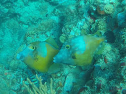 Chatham Bay 01 Trigger Fish