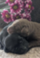 Ahhoka and Snips Mothers Day.jpeg