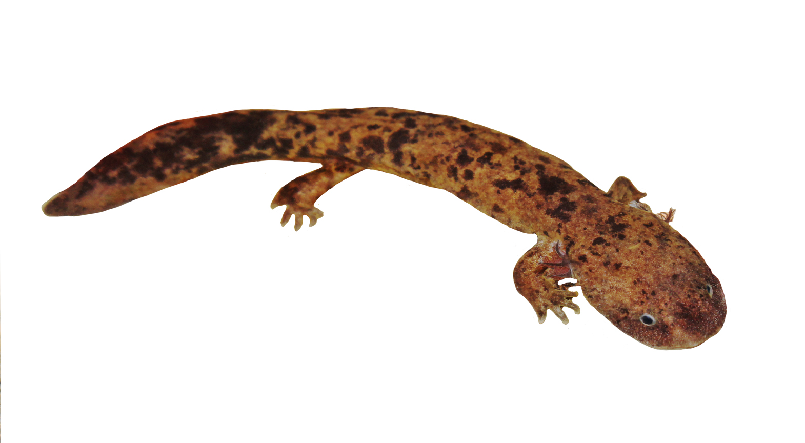 Eastern Hellbender