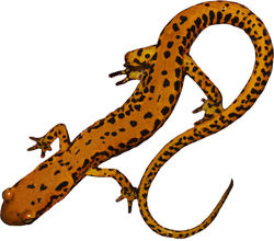 Long-tailed Salamander