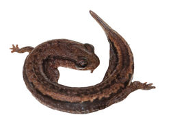 Dwarf Salamander
