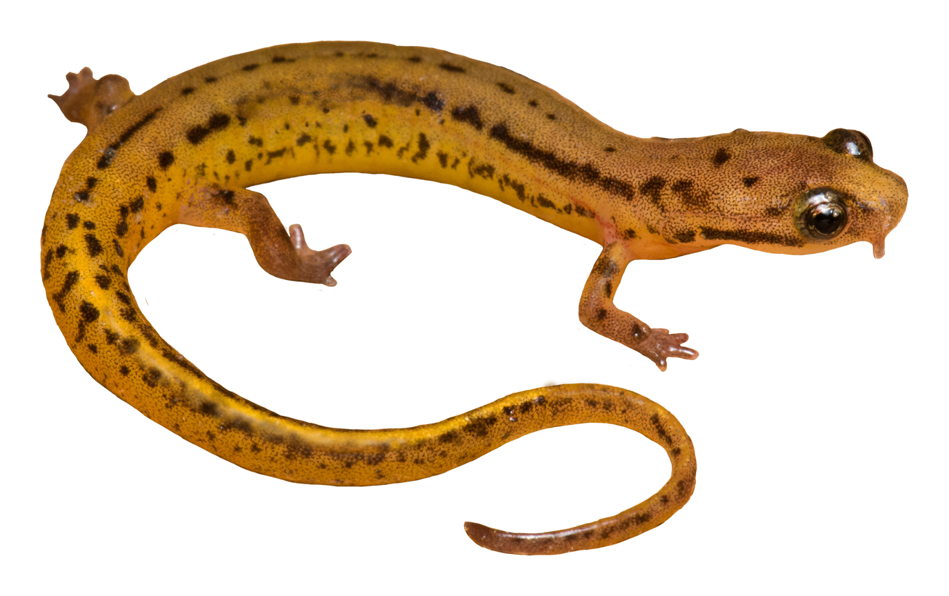 Patch-nosed Salamander