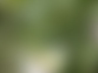 夏のガーデンウェディングフォト