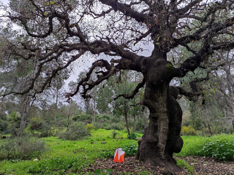  ניווט בכיף ביער אלות עדה