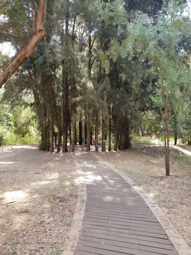 ניווט בכיף ביער אילנות