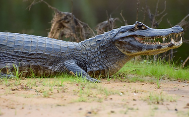 D5 - Pantanal - Safari foto 27 (Caiman).