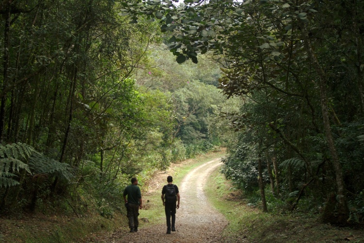PARANAPIACABA 2.gif