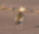 ree