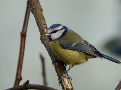 Tits, Larks and Hirundines