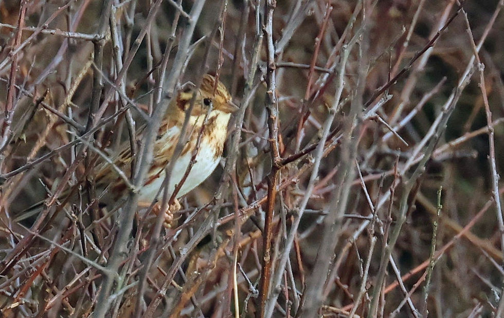 Another Lizard first found by John. This time a Rustic Bunting. Photo: Tony Blunden