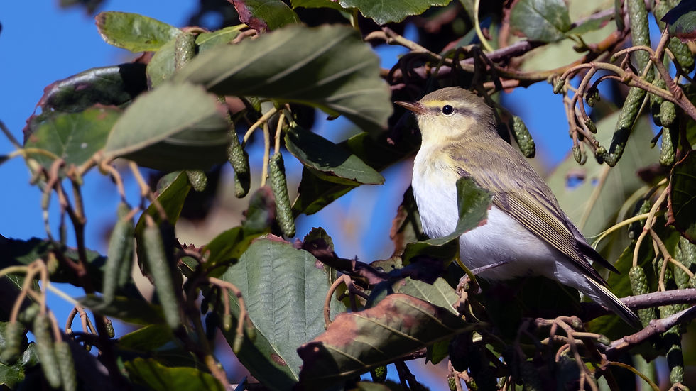 The Wood Warbler that turned up at Caerthillian proved to by quite photogenic. Photo: Dougy Wright