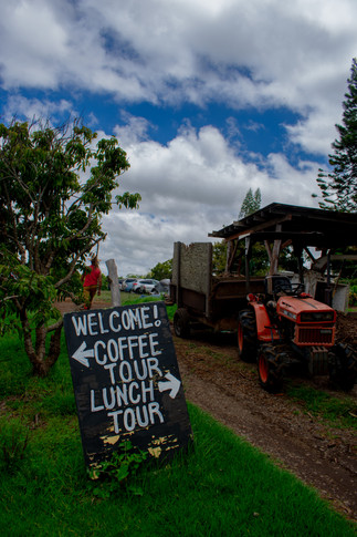 Waipoli Forest, Upcountry Maui O'o Farm Coffee Tasting and tour
