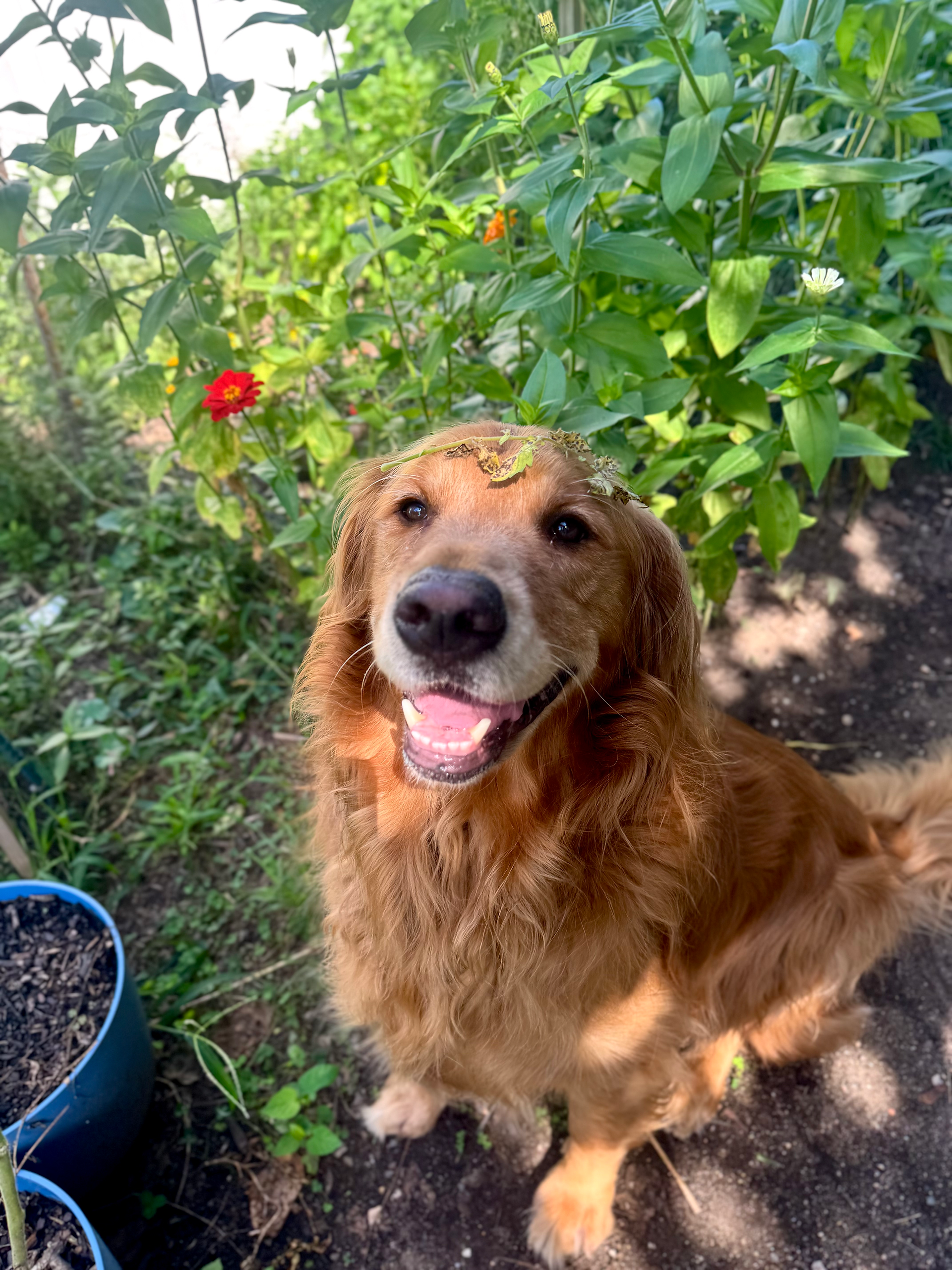 golden retriever in the garden