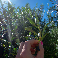 Waipoli Forest, Upcountry Maui O'o Farm Coffee Tasting and tour olive trees