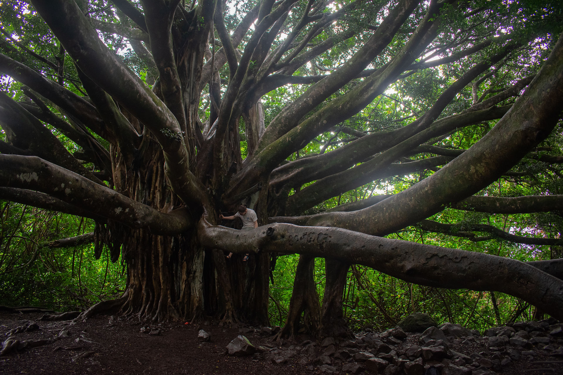 banyan tree maui hawaii