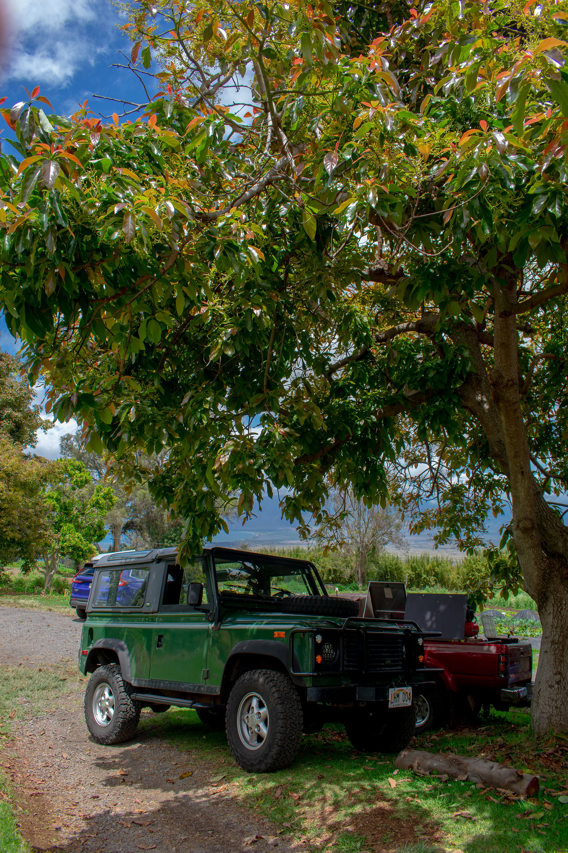 O'o Farms Maui Hawaii Organic Coffee Farm Tour