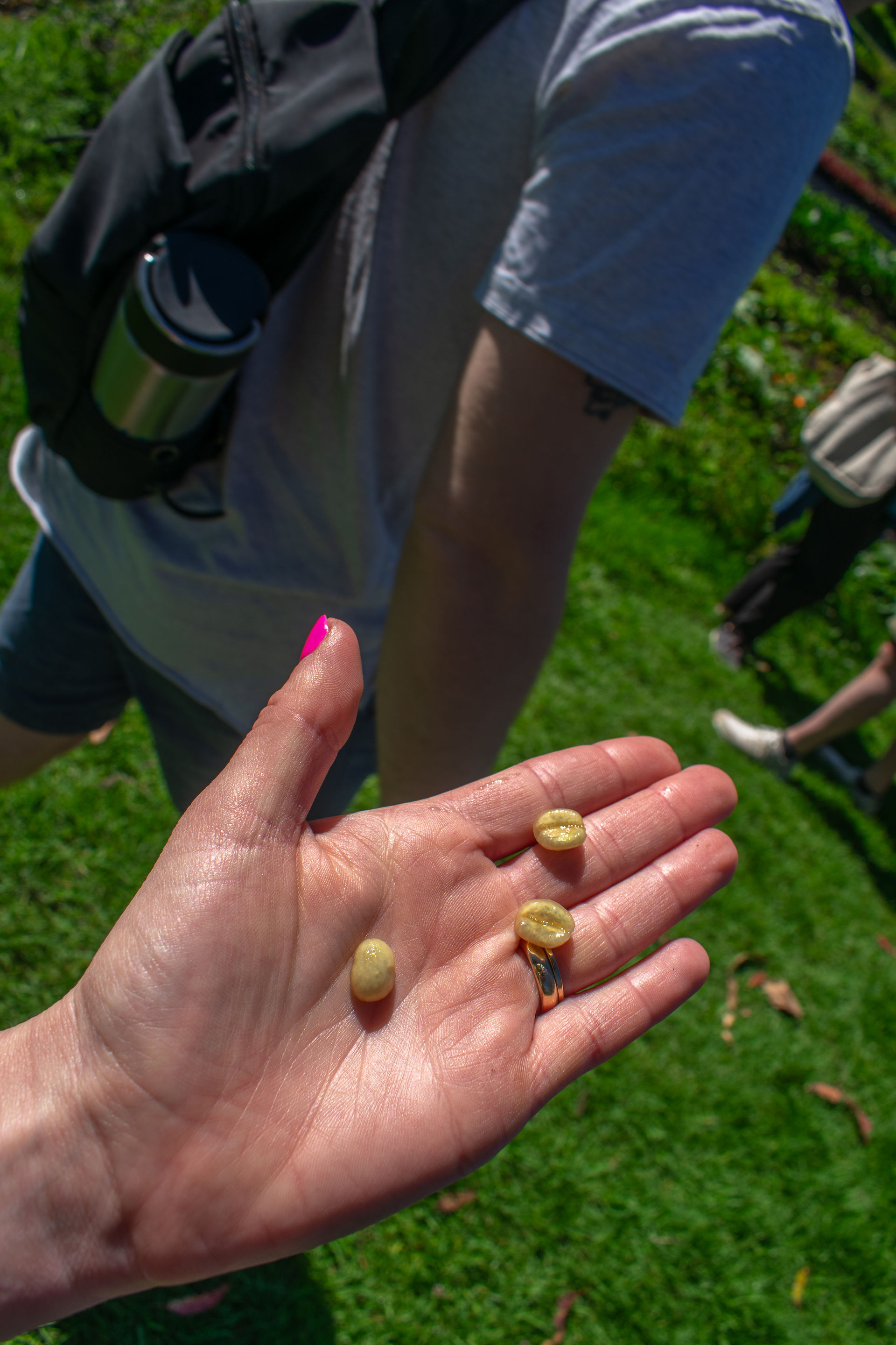 Waipoli Forest, Upcountry Maui O'o Farm Coffee Tasting and tour coffee beans