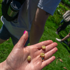 Waipoli Forest, Upcountry Maui O'o Farm Coffee Tasting and tour coffee beans