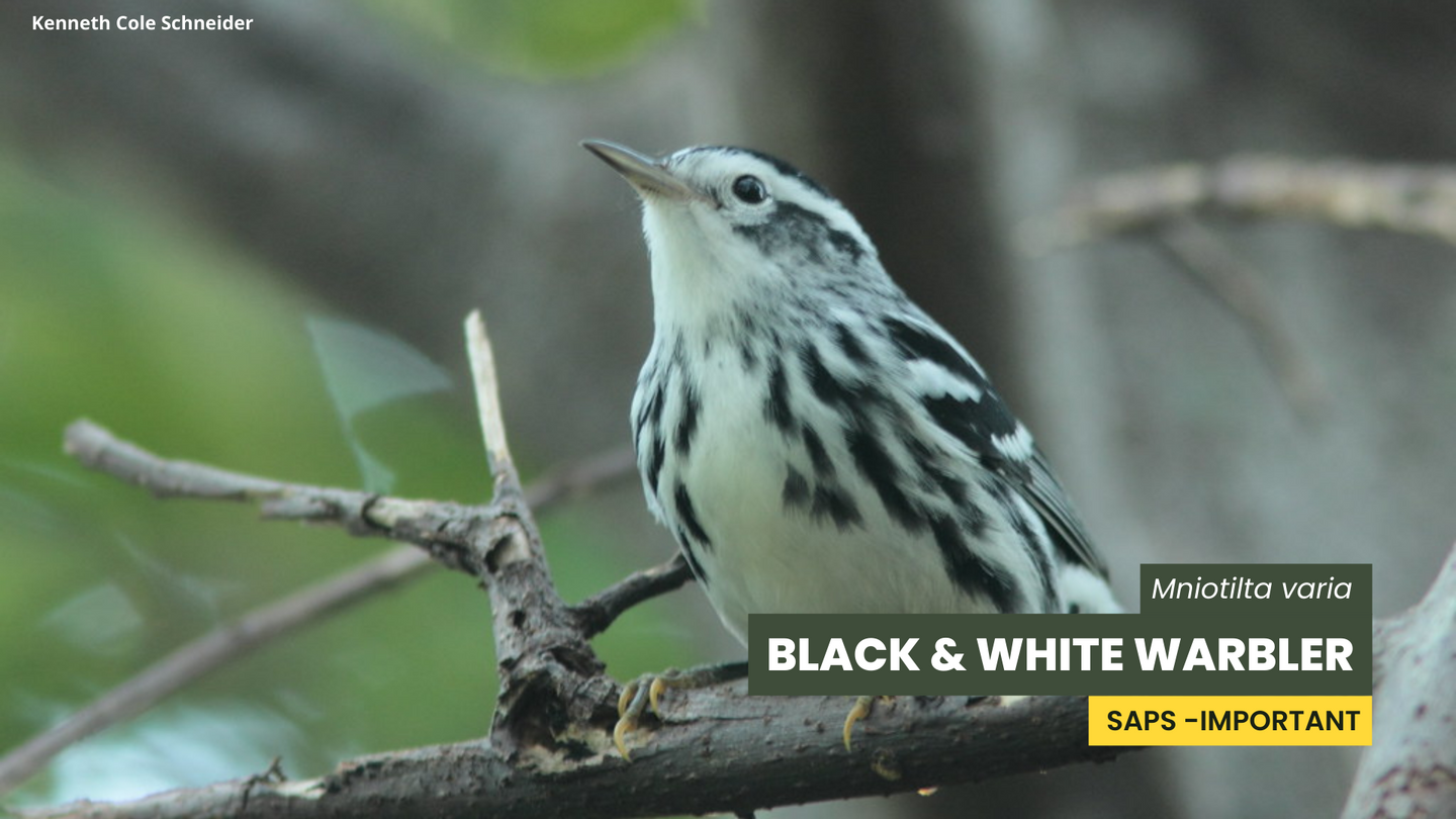 Blac & White Warbler resting on tree branch