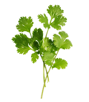 Coriander