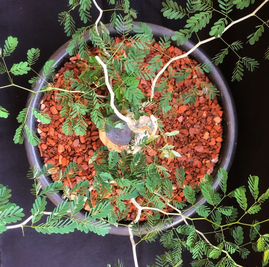 ROBSONDIAS_2TRIMESTRE_2023_FOTOEXTRA01jpg