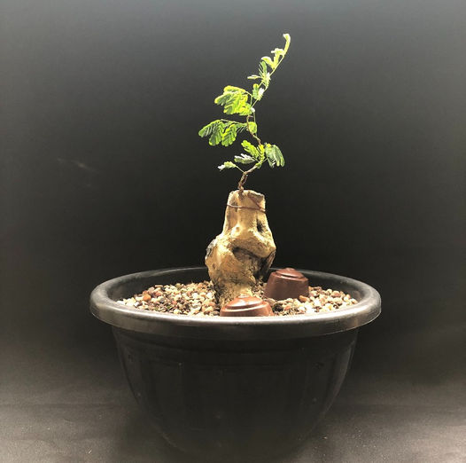 ROBSONDIAS_1TRIMESTRE_2023_FOTO02