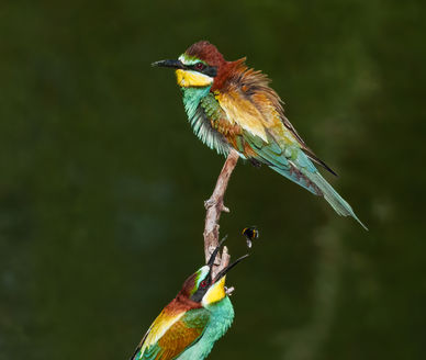 Bienenfresser, Bee-eater,bird, bird-photography, wordclass-photography, goldenpictures