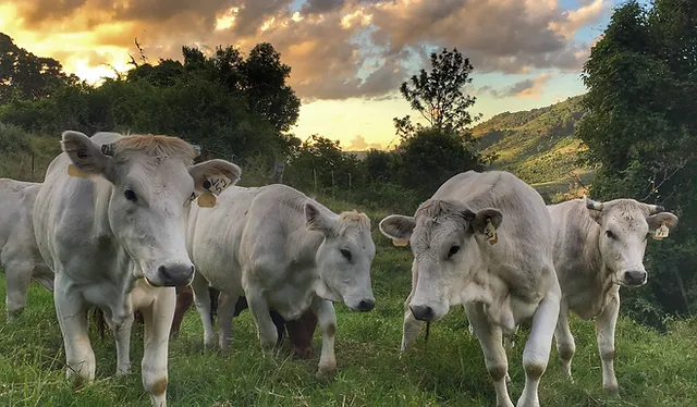 photo Chianina Cow home chianinacattle