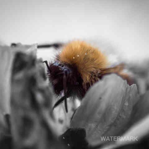 Bumblebee on flower macro