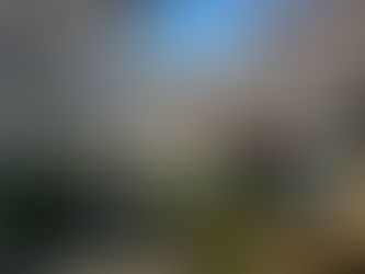 世田谷区 北沢川緑道のさくら並木