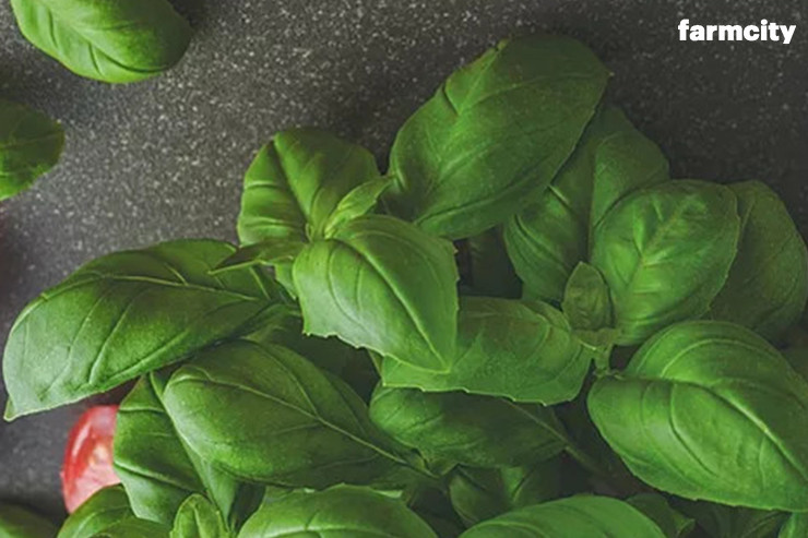 Basil Plant Ideal for Indoor Gardening