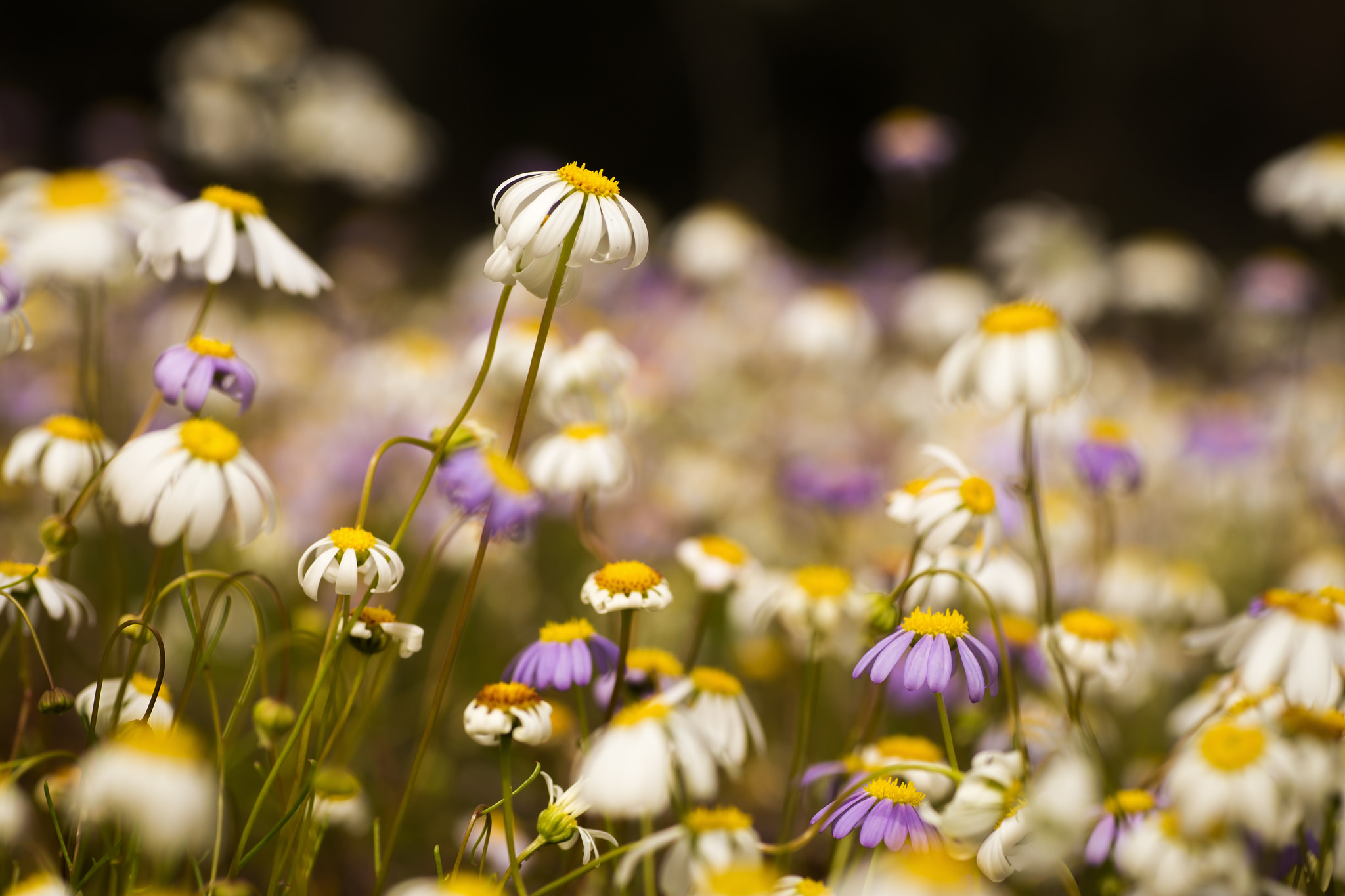 Coastal Wildflowers
