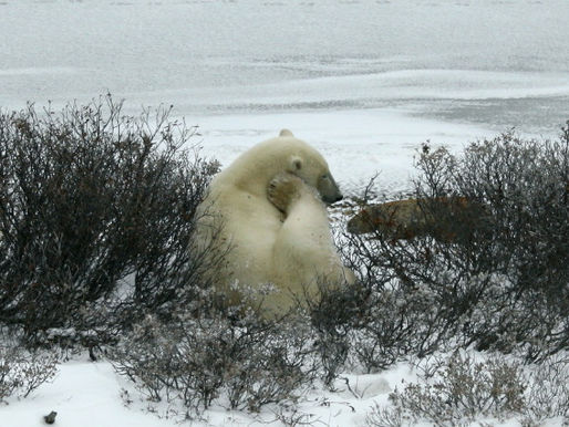 POLAR EXPRESSIONS OF A CHANGING WORLD