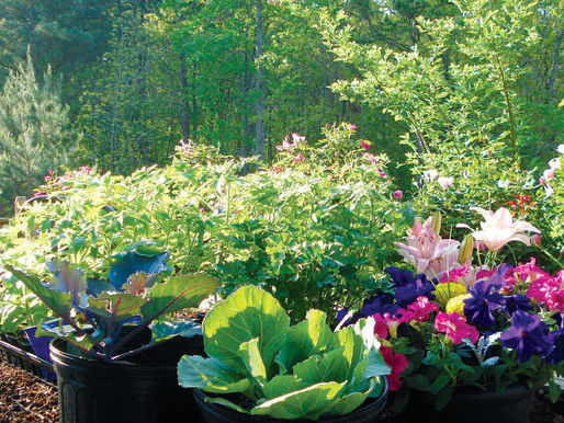 HOW TO GROW LUSHER FLOWERS, FRUITS & VEGGIES