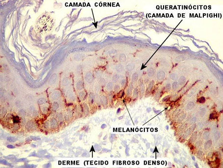 Radicais Livres e Antioxidantes na Estética Facial