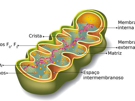 Mitocôndrias x Hiperglicemia x Envelhecimento.