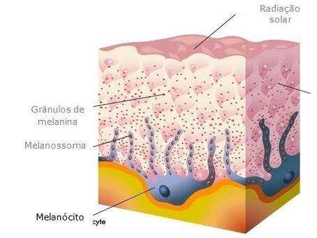 Resumo sobre a formação da Melanina! 