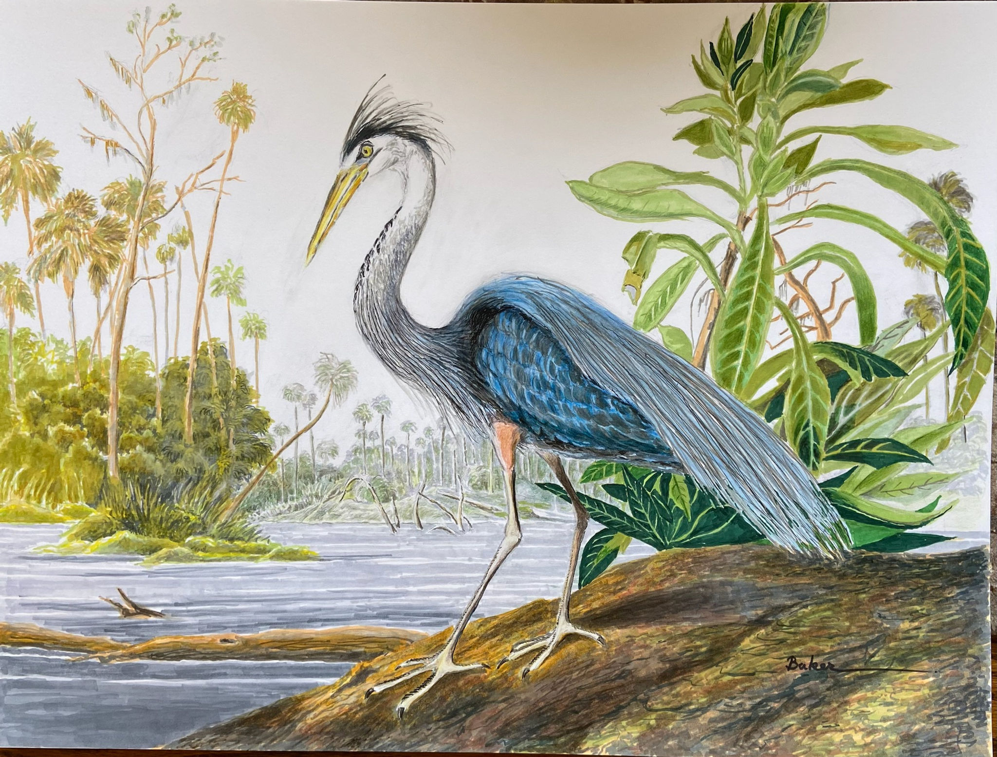 Blue Heron